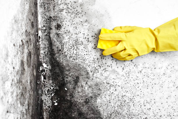 Best Black Mold Removal  in Southworth, WA
