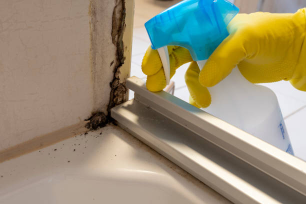 Home Mold Removal in Southworth, WA