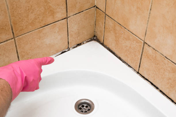 Best Certified Mold Removal  in Southworth, WA